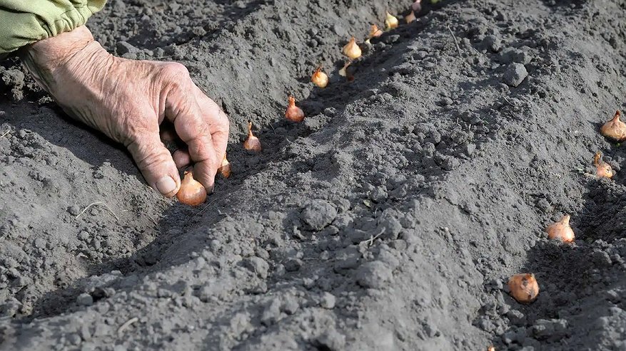 Главная картинка новости: Не сажайте лук-севок без этой обработки: как вырастить луковицы размером с кулак и сохранить их до весны — секреты опытных дачников