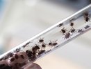 Клещи определяют потенциальных жертв по группе крови: вот какую они любят больше всего