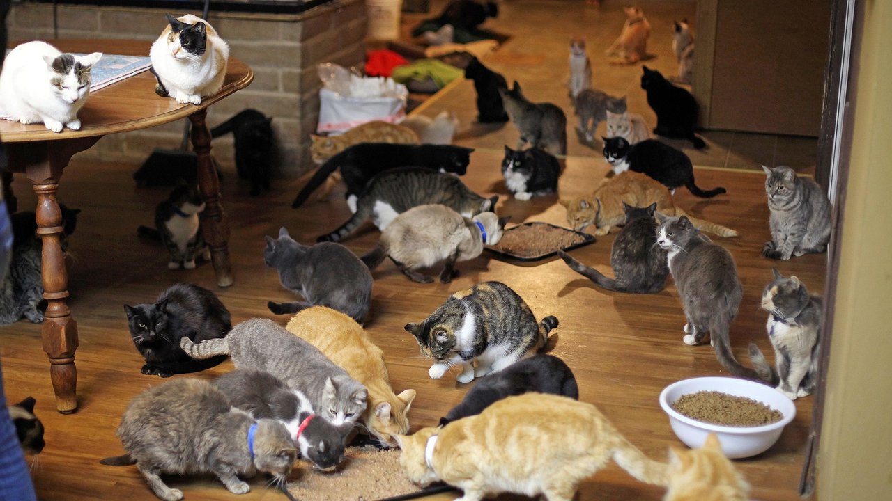 Главная картинка новости: Для всех, у кого в квартире кошки и собаки – новая строгая норма ЖКХ с 1 июня