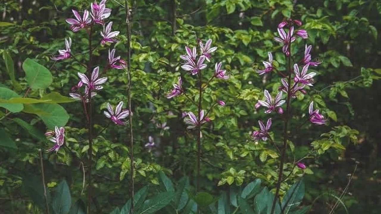 Главная картинка новости: Осторожно, Новороссийск! Ядовитое растение, вызывающее ожоги кожи, зацвело в окрестностях — как распознать и избежать