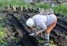 Миниатюра новости: Сорняки исчезнут без ваших усилий: 3 простых ингредиента за 48 часов сотрут их с грядки. Никакой химии!