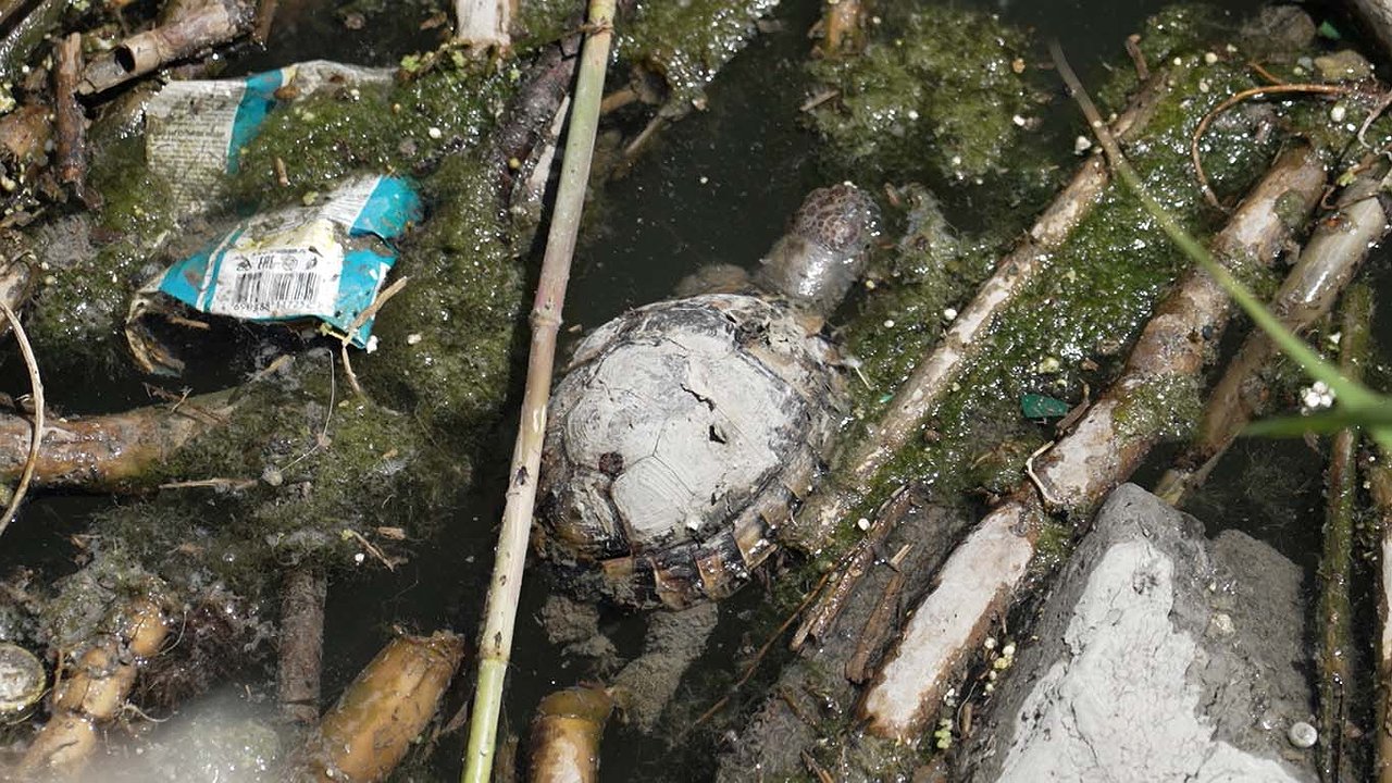 Главная картинка новости: Кипяток вместо жизни! Мертвые черепахи и адская вода — экологический кошмар в Южных прудах Новороссийска