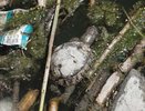 Кипяток вместо жизни! Мертвые черепахи и адская вода — экологический кошмар в Южных прудах Новороссийска