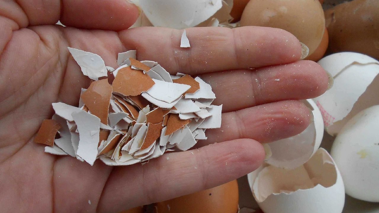 Главная картинка новости: Яичную скорлупу не выбрасывайте — кидайте в стирку! Магазинная химия не нужна