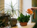 Цветочный взрыв на подоконнике: 1 таблетка в воде — и ваши спатифиллум с замиокулькасом рвутся в космос