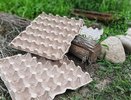 Не выбрасывайте лотки от яиц: они станут верными помощниками в огороде