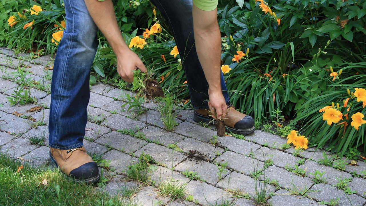 Главная картинка новости: «Уксусный ураган» против сорняков: за сутки — ни травинки! Как я победила пырей и молочай без химии
