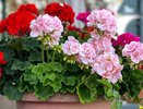 Чудо-подкормка для герани: всего одна крошка — и цветы не увядают круглый год