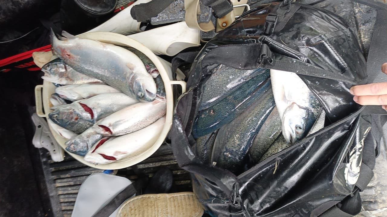 Главная картинка новости: "Форелевый ажиотаж" в Геленджике: сотни рыбаков ринулись за ценным уловом