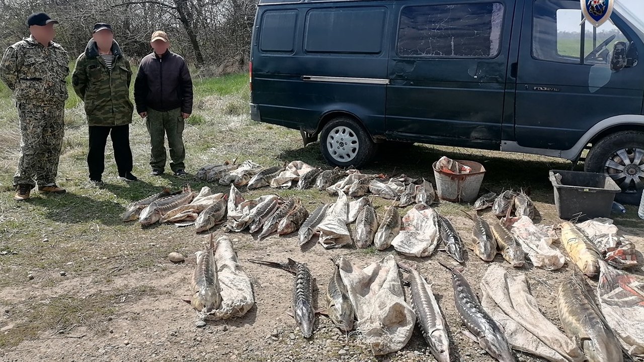 Главная картинка новости: В Приморско-Ахтарском районе возбудили дело о браконьерстве на краснокнижную рыбу