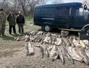 В Приморско-Ахтарском районе возбудили дело о браконьерстве на краснокнижную рыбу