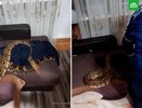 Гигантский питон атаковал жительницу Новороссийска прямо в её квартире