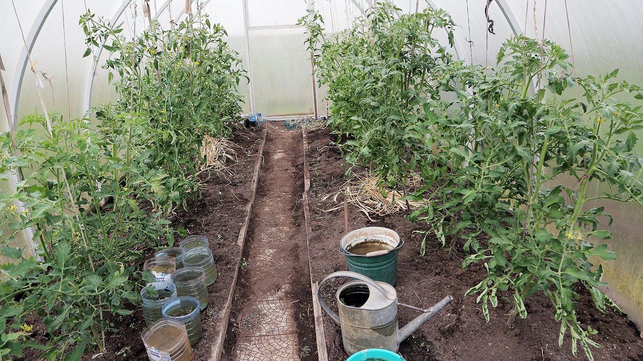 Главная картинка новости: Лунный календарь дачника на июнь 2025: точные даты для томатов и огурцов — урожай будете собирать ведрами