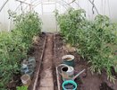 Лунный календарь дачника на июнь 2025: точные даты для томатов и огурцов — урожай будете собирать ведрами