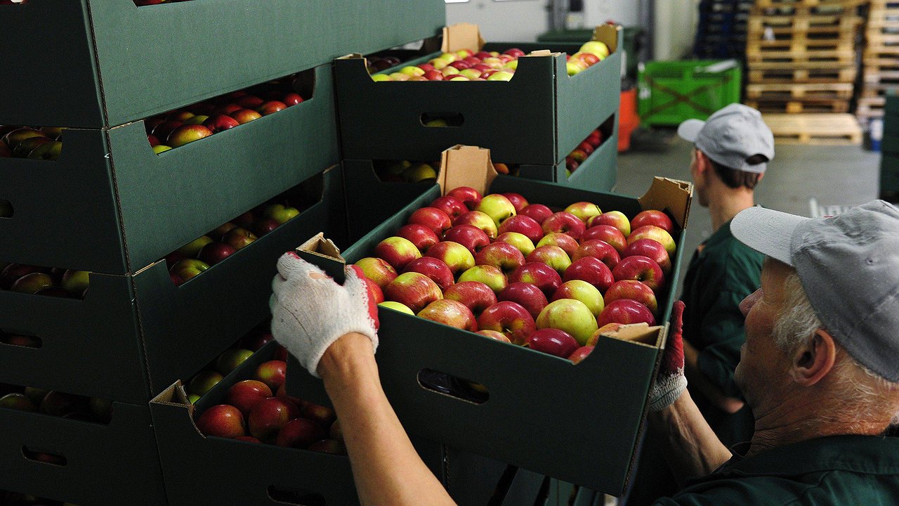 Главная картинка новости: Опасная партия: в Новороссийске нашли 79 случаев зараженных вредителями импортных плодов