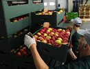 Опасная партия: в Новороссийске нашли 79 случаев зараженных вредителями импортных плодов