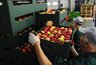 Миниатюра новости: Опасная партия: в Новороссийске нашли 79 случаев зараженных вредителями импортных плодов