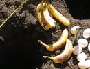 Банановую кожуру посыпаю солью — весь июнь не нарадуюсь своей смекалке: лучший лайфхак для лентяев