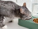 "Этими кормами нельзя кормить кошек": Роскачество назвало самые опасные марки"