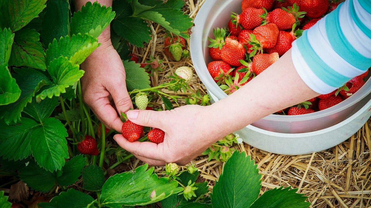 Главная картинка новости: Не зола и не навоз: чудо-смесь для клубники, которая удваивает урожай
