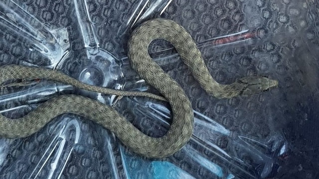 Главная картинка новости: Ползучая неожиданность: змея запуталась в трубах жилого дома под Новороссийском