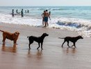 Указ подписан. Уже в этом году отдых станет другим: новые правила для людей на пляже в Новороссийске