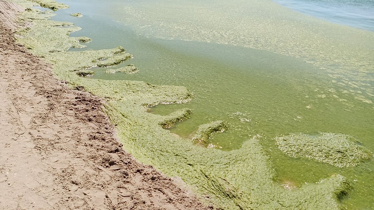 Главная картинка новости: "Море зелени": почему новороссийские пляжи не будут идеально чистыми этим летом