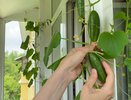 Огурцы растут как сумасшедшие: народное удобрение для рекордного урожая