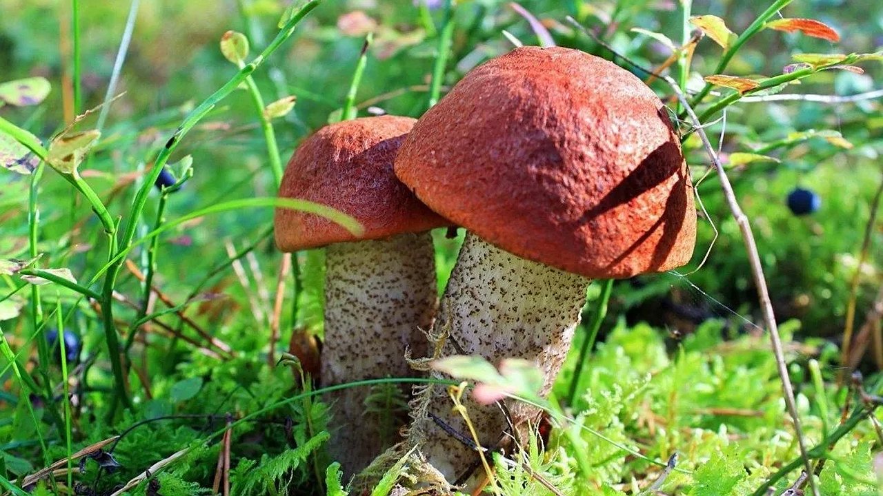 Главная картинка новости: Эксперты раскрыли самый мощный гриб для здоровья: ни белые, ни подберезовики, а в разы сильнее рыжиков