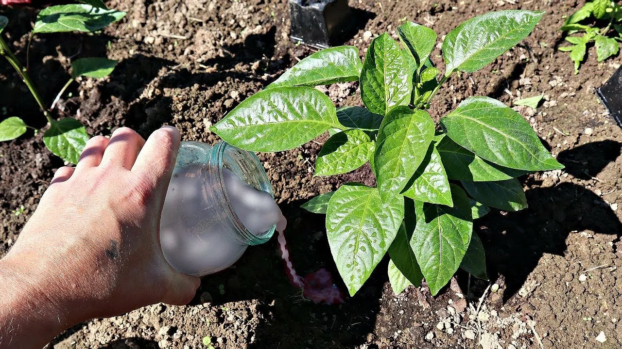 Главная картинка новости: Ни в коем случае не подкармливайте перец этим в июне — иначе останетесь без урожая