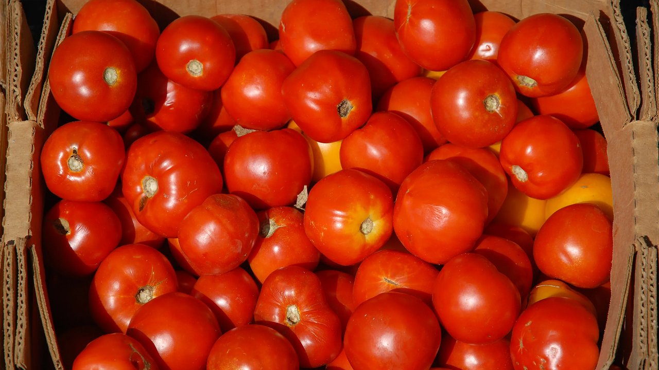 Главная картинка новости: Турецкие помидоры с сюрпризом: в Новороссийске обнаружили опасного вредителя