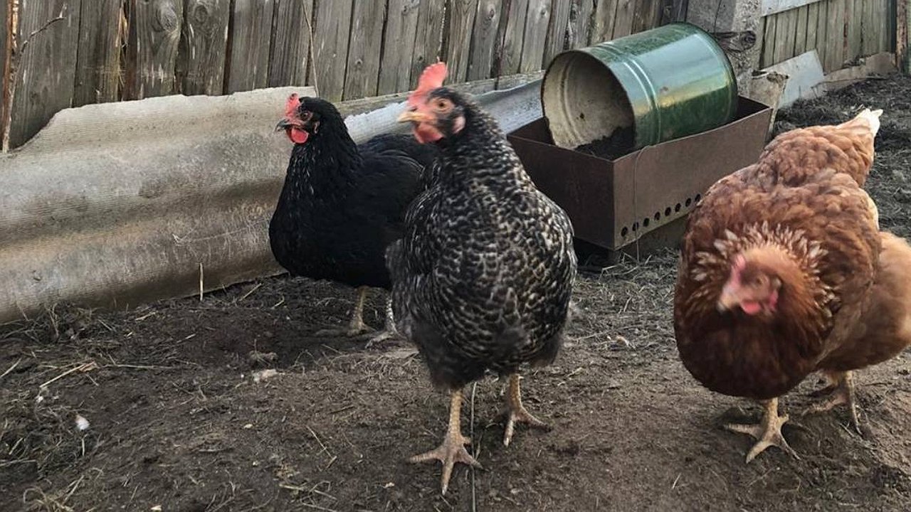 Главная картинка новости: Вши и блохи с кур убегут без оглядки: закидываем 3 ветки в курятник — и несушки больше лысеть не будут