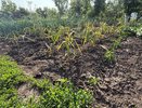 В июне чесноку — срочно: спичечный коробок на ведро воды — головки вымахают с кулачище