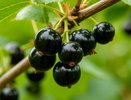 Воткнула под куст смородины — вся тля испарилась за 1 день: даже опрыскивать не нужно — листья чистые все лето