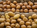 В Новороссийске обнаружено 192 тонны зараженного египетского картофеля