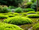 Мох на грядках – к беде: срочно смешиваем с водой 100 г – спасаем огород от серьезных проблем