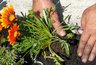 Миниатюра новости: Этот прекрасный многолетник цветет все лето без остановки: будете им любоваться до самых холодов