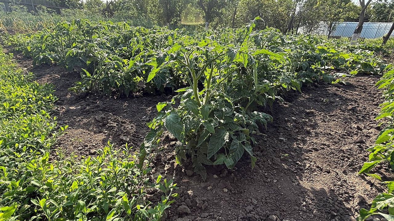 Главная картинка новости: Удивительная подкормка для томатов, огурцов и перцев домашнего производства: как быстро восстановить рост растений