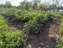 Удивительная подкормка для томатов, огурцов и перцев домашнего производства: как быстро восстановить рост растений
