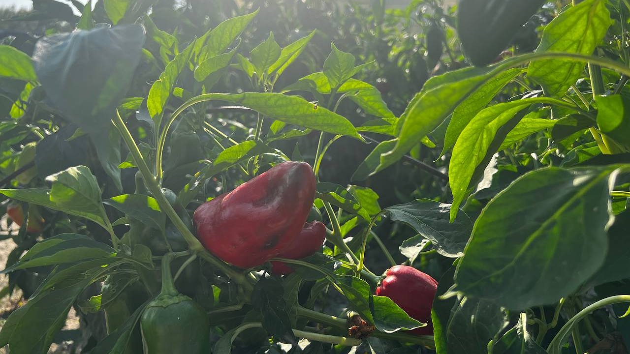 Главная картинка новости: Перцы после посадки поливаю этим раствором: урожай такой богатый, что приходится делиться со всеми соседями