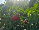 Перцы после посадки поливаю этим раствором: урожай такой богатый, что приходится делиться со всеми соседями