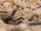 Насыпаю крупу в бутылку — муравьи даже опомниться не успеют: сами же разнесут муравейник "в пыль"