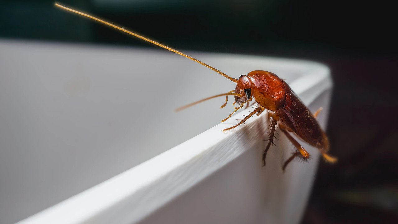 Главная картинка новости: Носятся табуном: в новороссийском магазине обнаружили огромных тараканов на выпечке