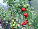 Забудьте о скрученных листьях: лайфхак для томатов, который работает даже в самую жару