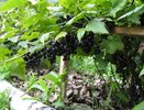 Соседи усердно возятся с кустами, а я собираю ведрами: простой секрет урожайной смородины и крыжовника