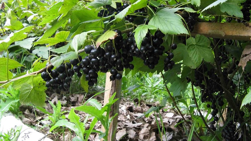 Главная картинка новости: Соседи усердно возятся с кустами, а я собираю ведрами: простой секрет урожайной смородины и крыжовника