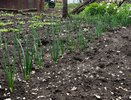 Луковица с два кулака: кормим лук в июне, и он отблагодарит богатым урожаем