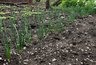 Миниатюра новости: Луковица с два кулака: кормим лук в июне, и он отблагодарит богатым урожаем