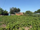Десятки клубней в награду: обязательно дайте «витаминку» картофелю перед цветением