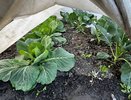 Чтобы капуста не превратилась в решето — срочно: 1 ложка на куст — и крестоцветной блошки не увидите